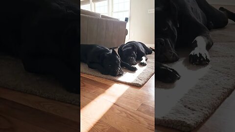 2 BLACK BEAUTIES #dog #black #beautiful