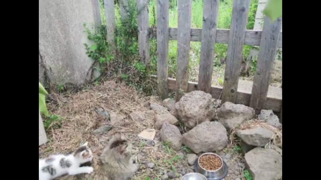 A cute family of cats is playing.