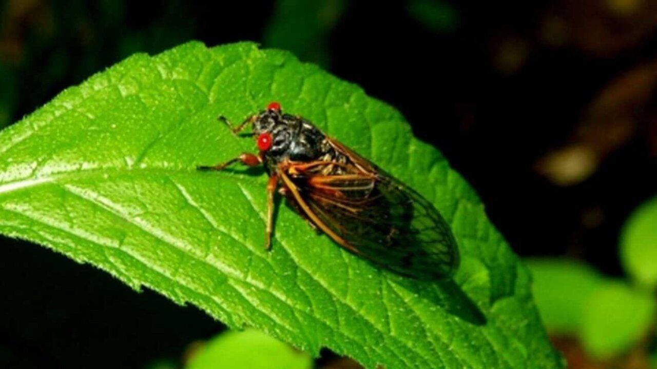 A Large & Rare Swarm Of Cicadas Is About To Emerge & One City Is The Epicenter