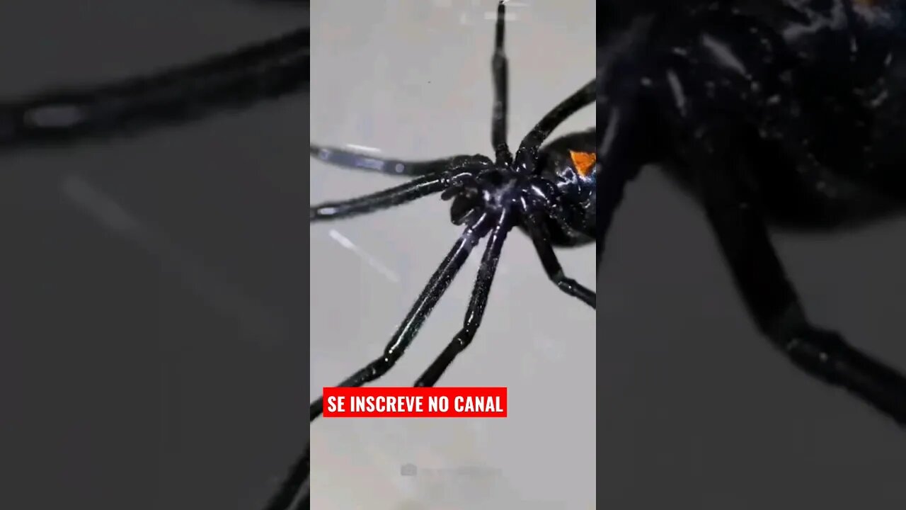 🌍 Sistema astronômico conhecido como viúvas negras, Confira