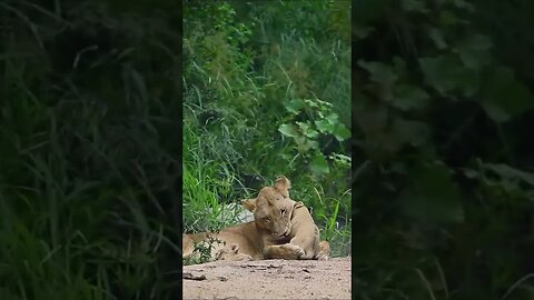 Lioness and Cubs #shorts #short