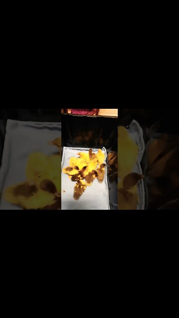 Twelve little ducklings