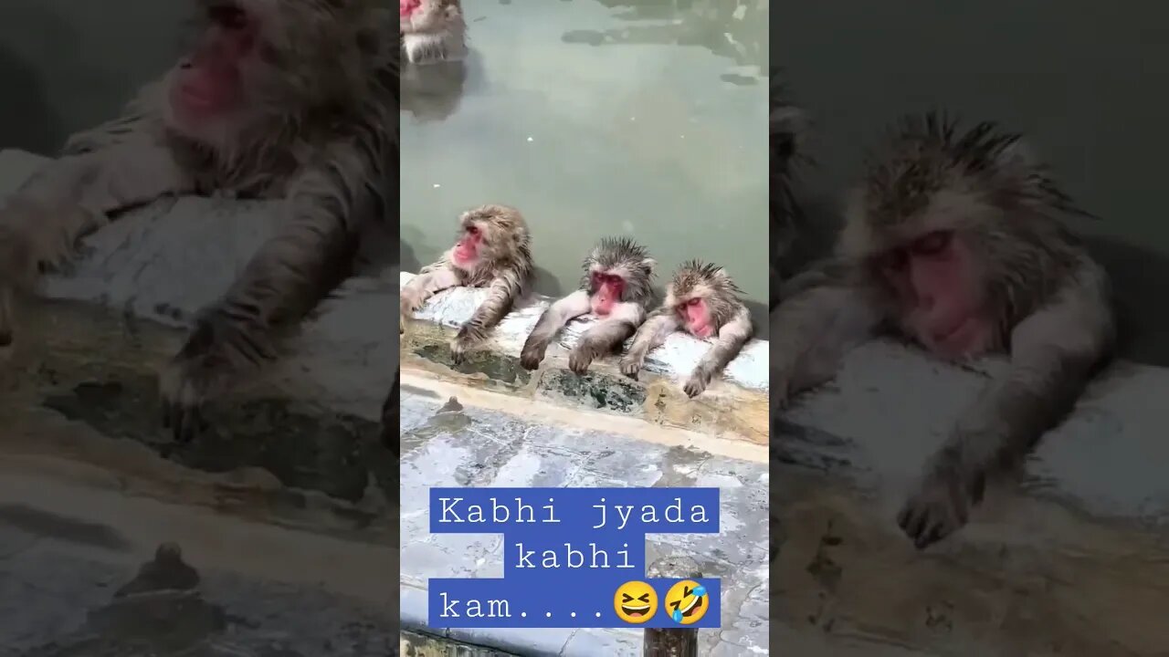 #shorts #ytshorts #viral #funny #funnyvideo #cute #monkey
