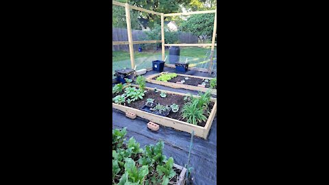 Garden Update May