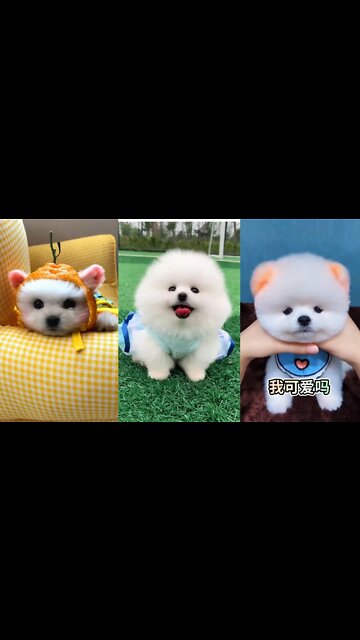Cute 😘 Pomeranian puppy video | dog videos | Cute puppy shorts | puppies videos | #shorts #puppy