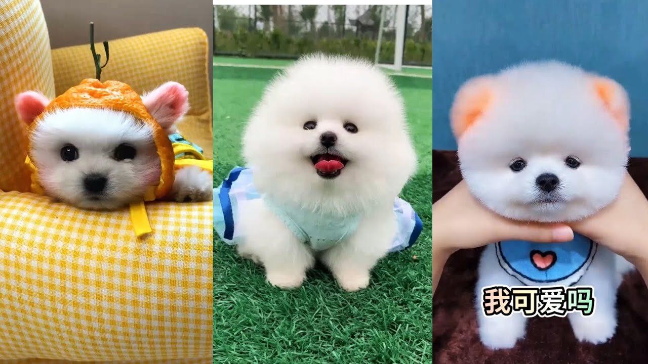 Cute 😘 Pomeranian puppy video | dog videos | Cute puppy shorts | puppies videos | #shorts #puppy