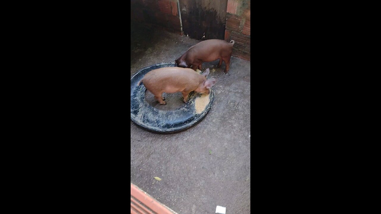 criação de porco