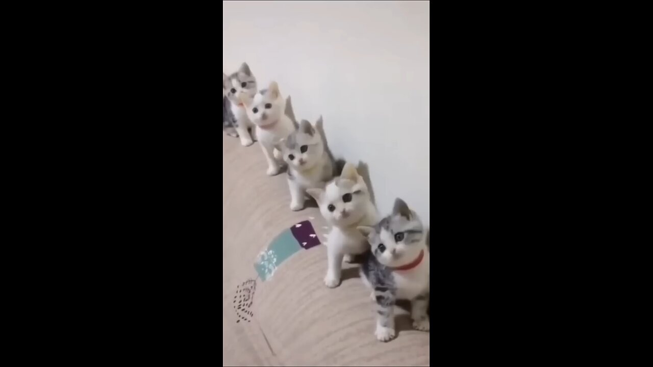 cats having fun