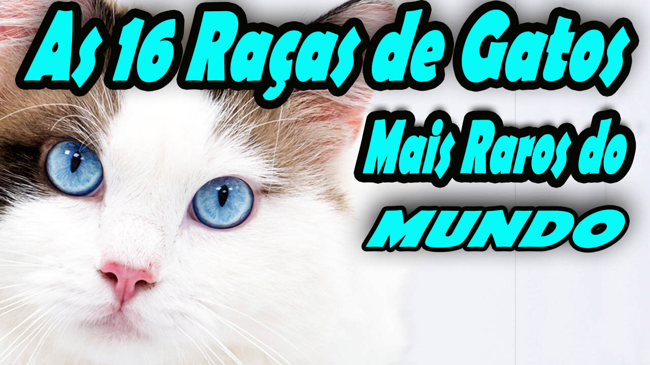 AS 16 RAÇAS DE GATOS MAIS RAROS DO MUNDO