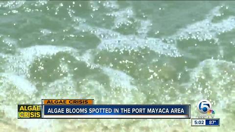 Report: Algae blooms now forming in Port Mayaca area