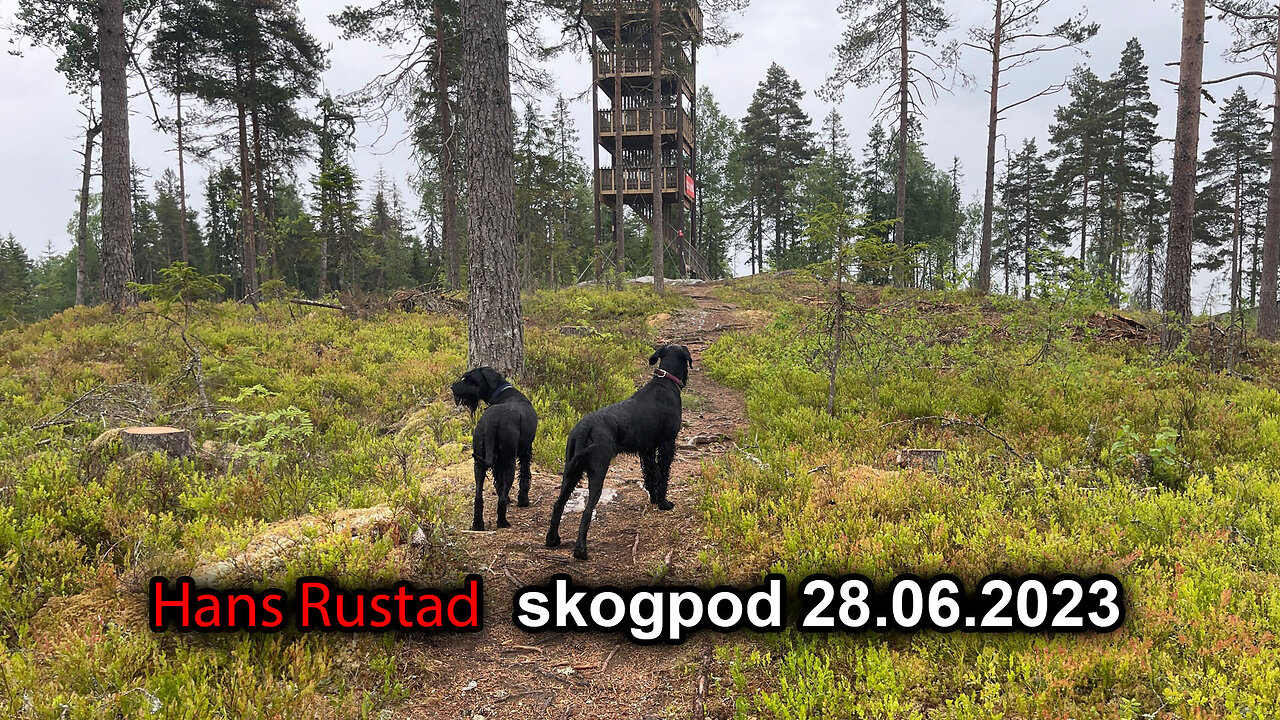 Skogpod 28. juni 2023