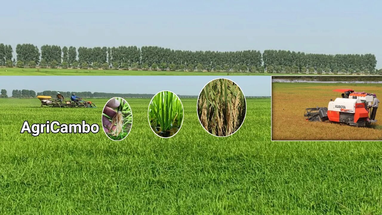 AgriCambo Live Stream