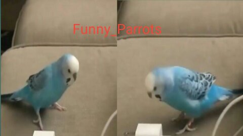 Funny_Parrots_And_Cute_Birds_Compilation_(2021)#Parrots#Part-01