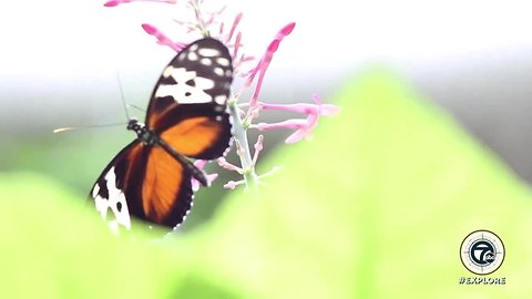 Butterfly Garden and the Matilda R. Wilson Free-Flight Aviary at the Detroit Zoo