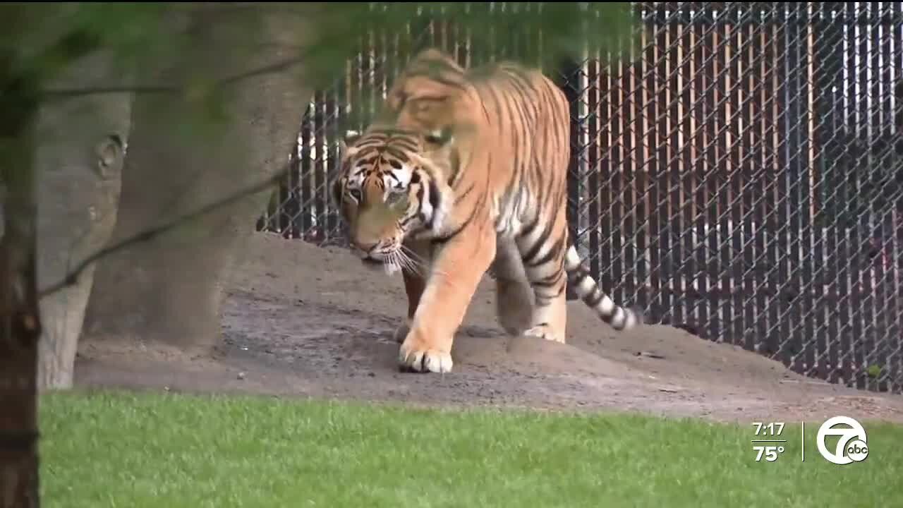 Detroit Zoo celebrating 95th anniversary with special events, discounts & more