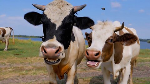 Beautiful Pasture: Cows Mooing and Grazing in a Picturesque Field 🐮🐄