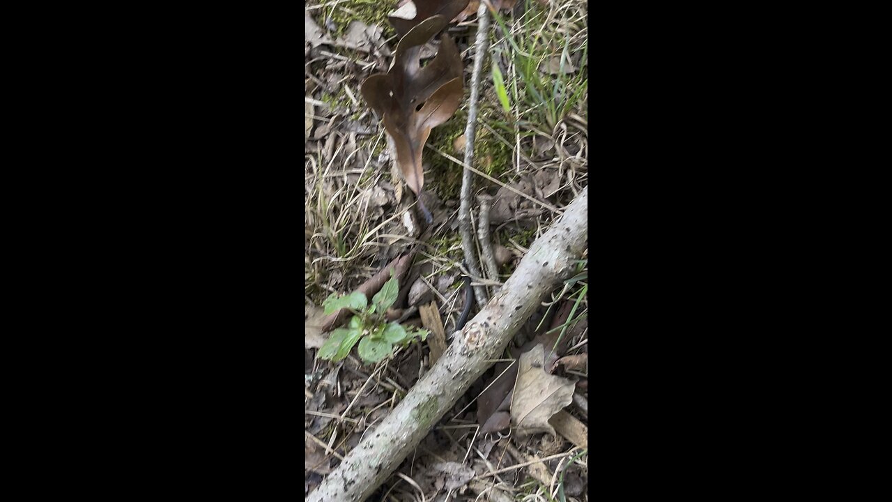 Snake