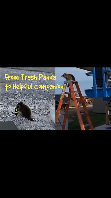 From Trash Panda to Helpful Companion