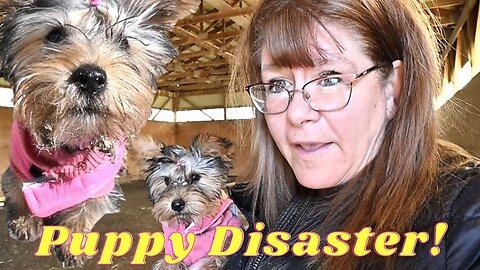 Our Yorkie Puppy Is A Disaster On The Farm!
