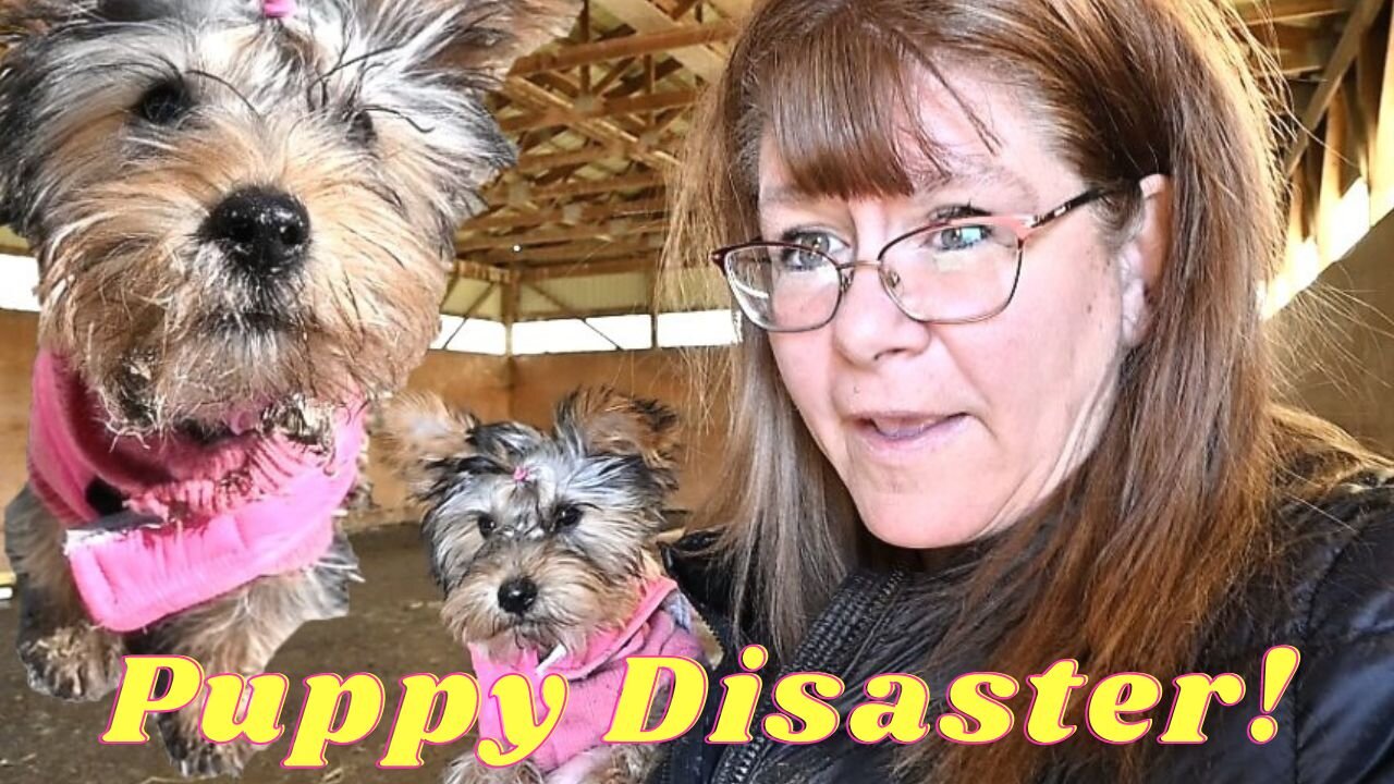 Our Yorkie Puppy Is A Disaster On The Farm!