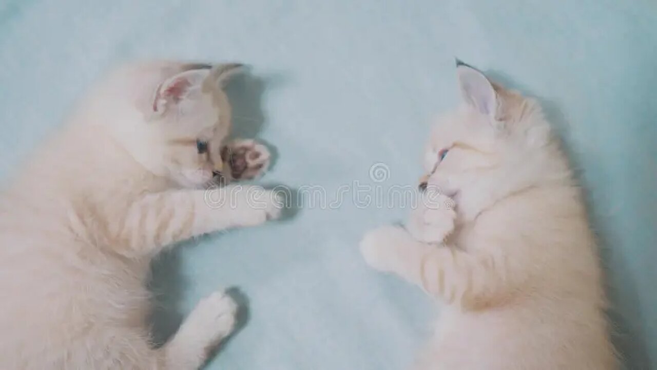 Cute Kittens Fight