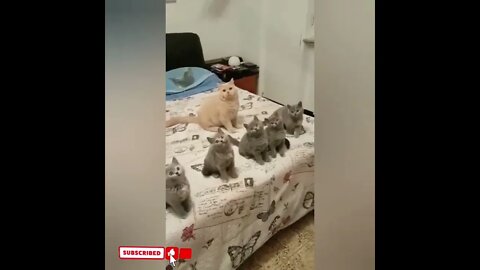 cute cat videos 😹 funny videos 😂1556