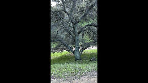 Mint Colored Oak Tree