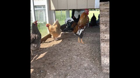 Nice Roster 🐓