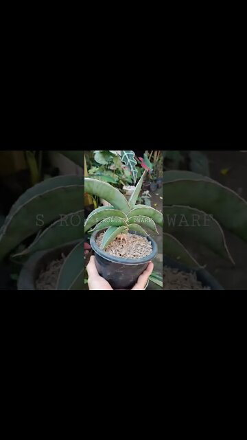 sansevieria#shorts
