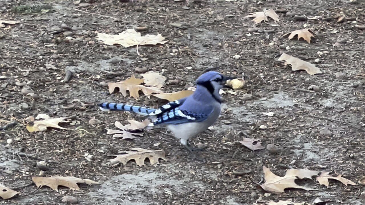 Blue Jays top of the food chain 🤣