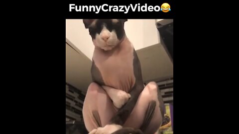 Mr FunnyCrazyVideo😂 Just Incredible Video Funny and Crazy #Like Follow for Follow 🥰