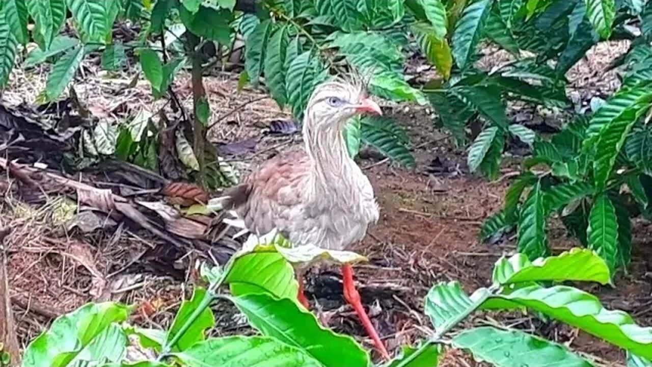 Seriema em busca de comida ave cariamiforme, Cariamidae.