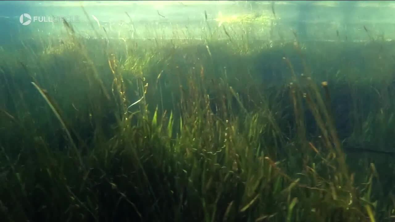 Underwater Gardeners: The ambitious projects saving our natural springs 1 plant at a time