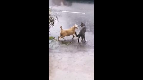 Cats fight