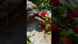 Melon the RedFoot Tortoise “Meal Time” #shorts #tortoiseshorts