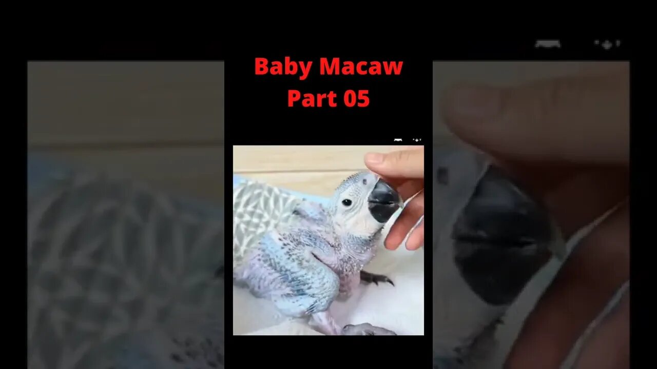 Baby Macaw growing healthy Part 05