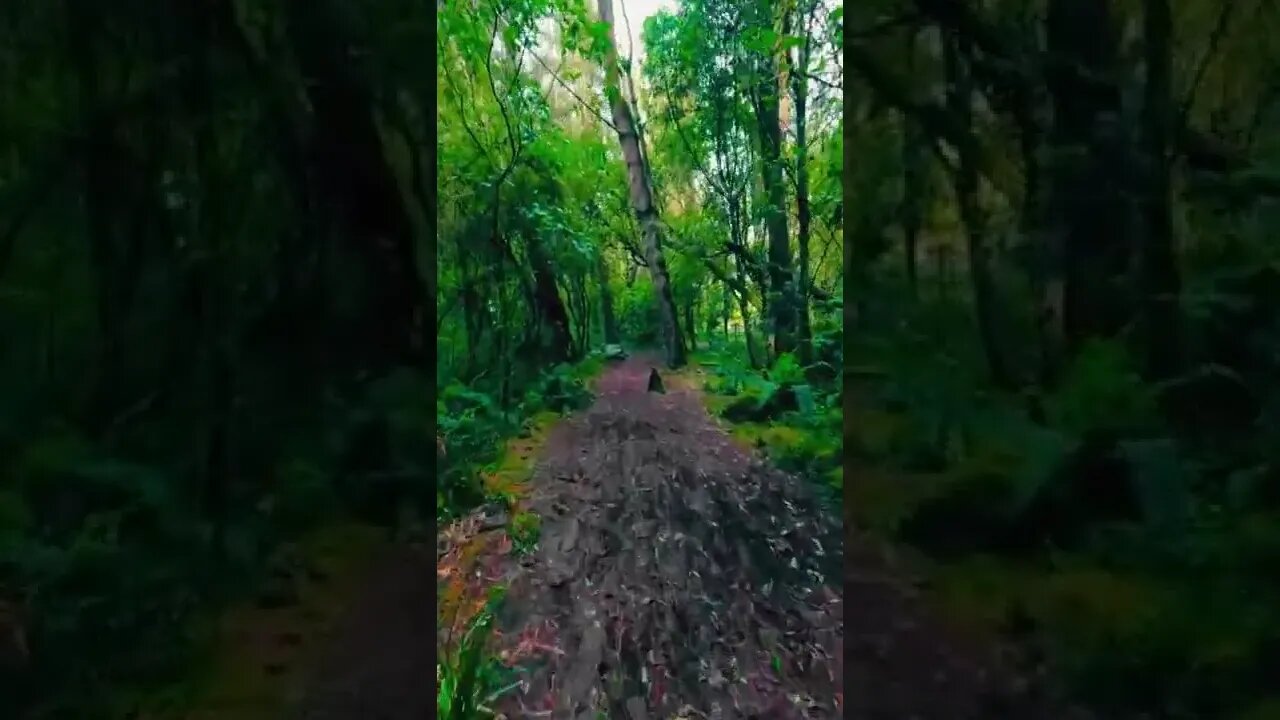 forest#perfectforest#nature#shorts