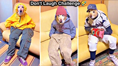 Try Not To Laugh Too Hard When You See This Video