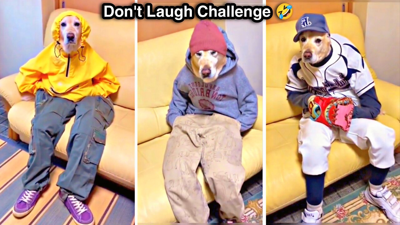 Try Not To Laugh Too Hard When You See This Video