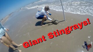 Beach Fishing for Giant Texas Stingrays