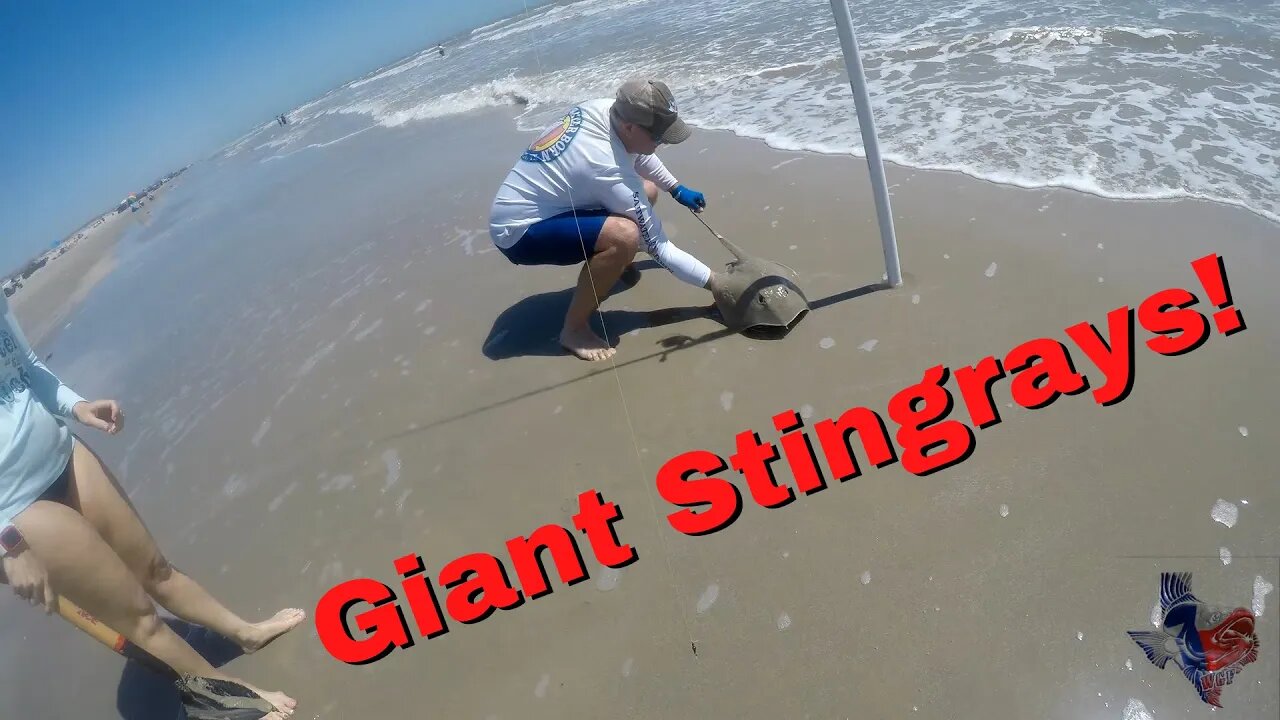 Beach Fishing for Giant Texas Stingrays