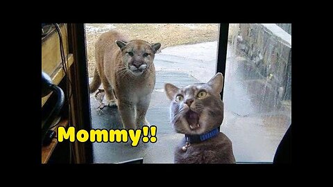 Funniest Animals 2020 Compilation - Awesome Funny🐶 Dogs and 😻 Cats