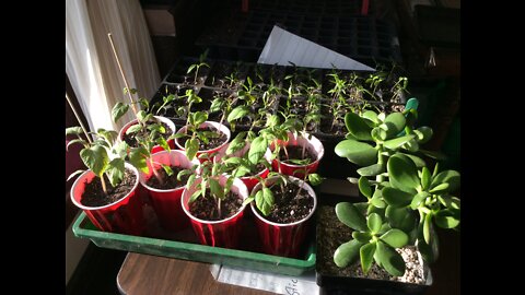 Food Shortage Preparation, Seed Starts and Plant Update