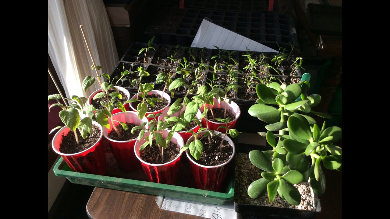 Food Shortage Preparation, Seed Starts and Plant Update