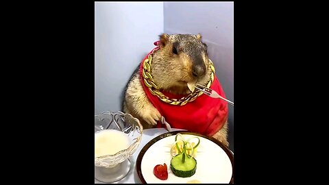 what a cute animal