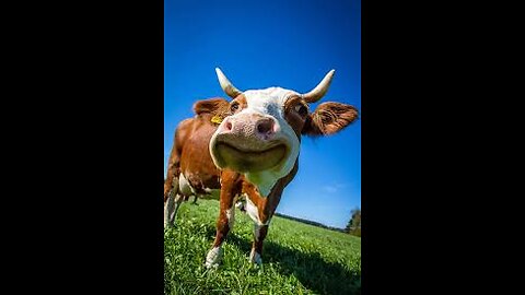 Funniest_Farm_Animals.
