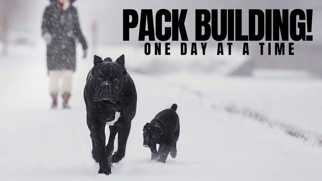 Cane Corso Pack Building With Puppy & Bruce Wayne