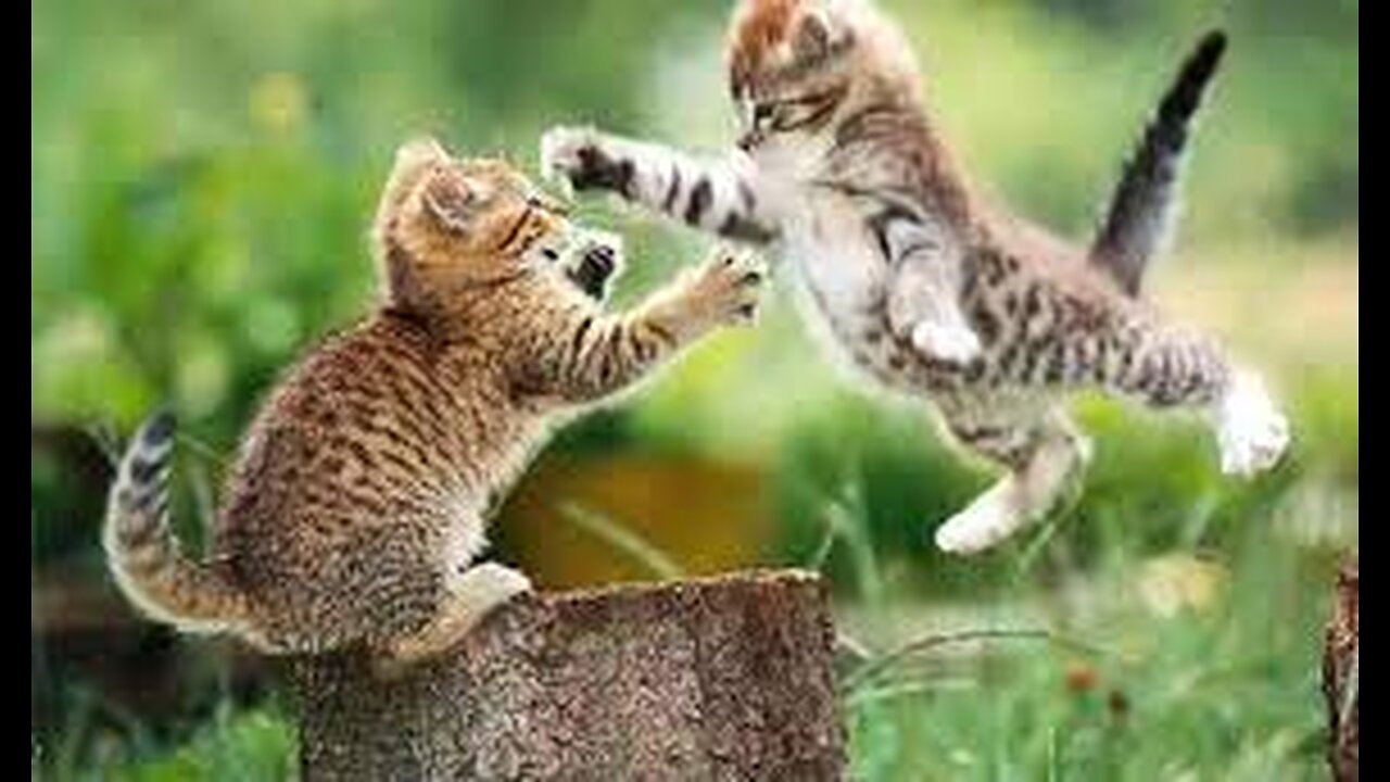 Cats fight