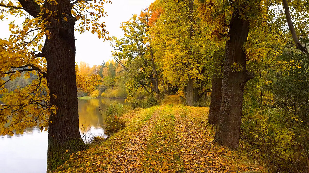 Three Lakes In the Forest - Walking in the Autumn Forest Leaves ASMR