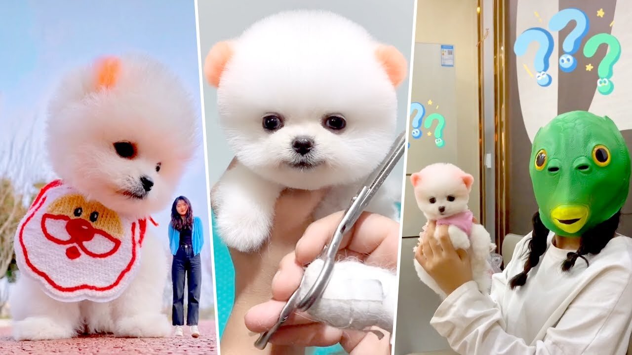 Funny and Cute Dog Pomeranian 😍🐶| Funny Puppy Videos